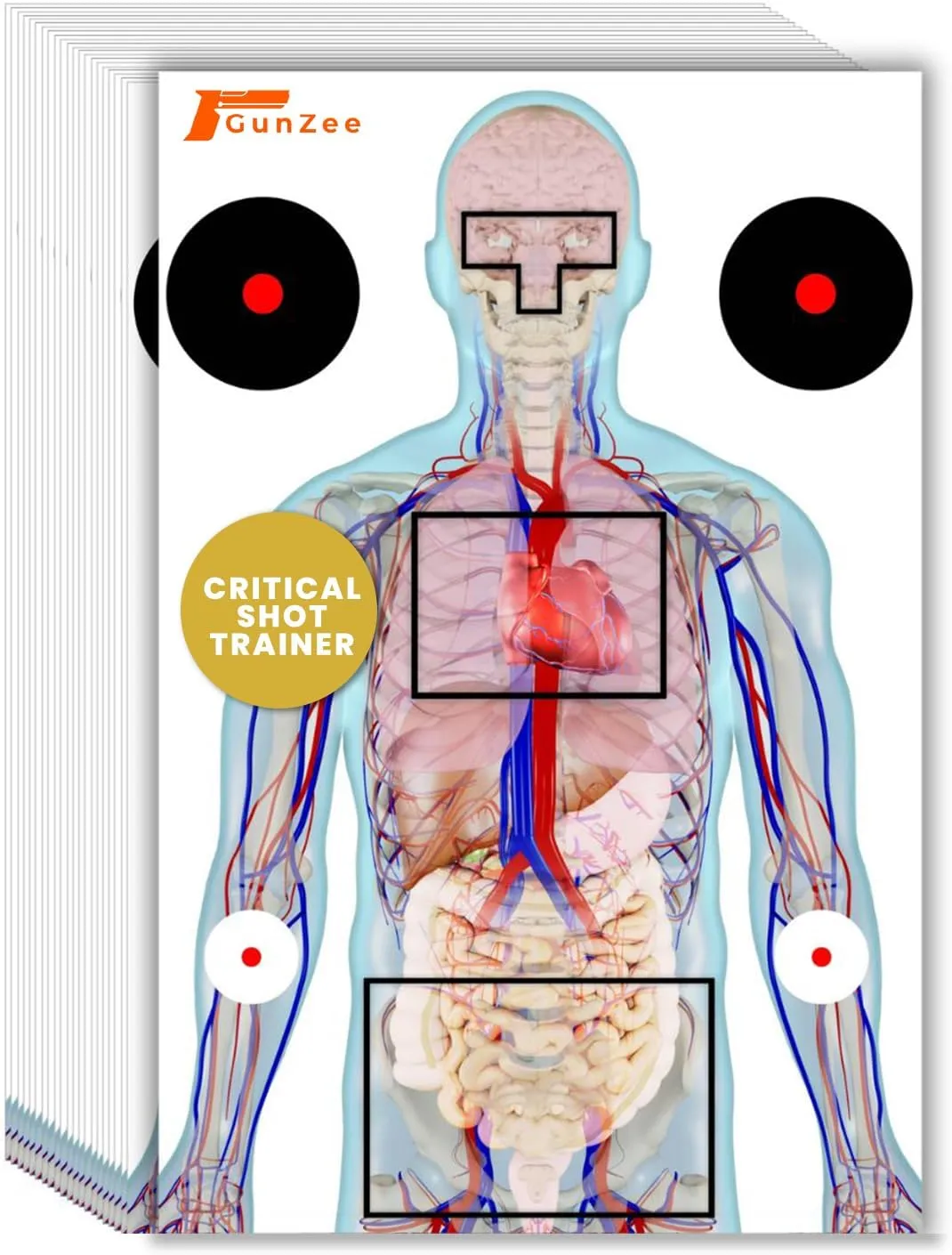 GunZee Anatomical Shooting Targets, 22" x 34" Paper Anatomy Targets for Shooting Range, Ideal for Handgun, Airsoft Pistol, Rifle, BB Gun, Pellet Gun Practice, Tactical & Self-Defense Training, 25-Pack